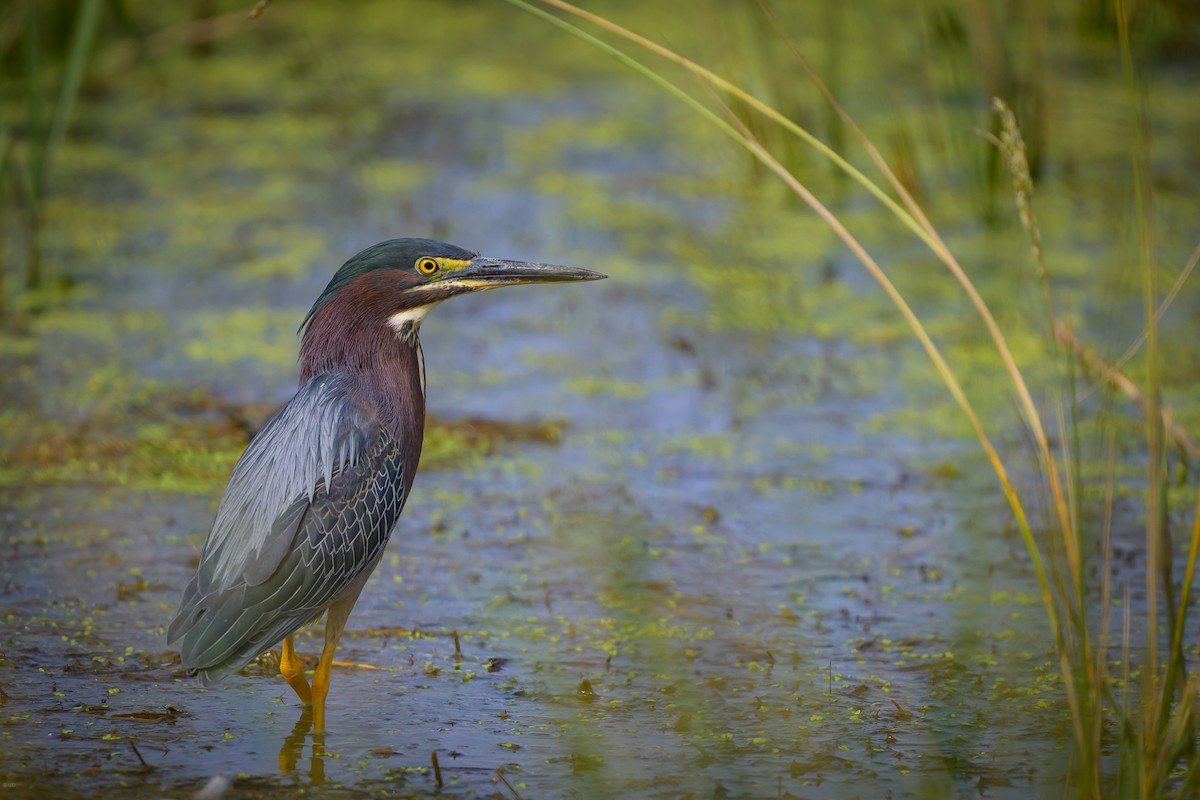 Green Heron - ML619994129