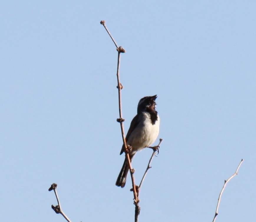 Black-throated Sparrow - ML619994130