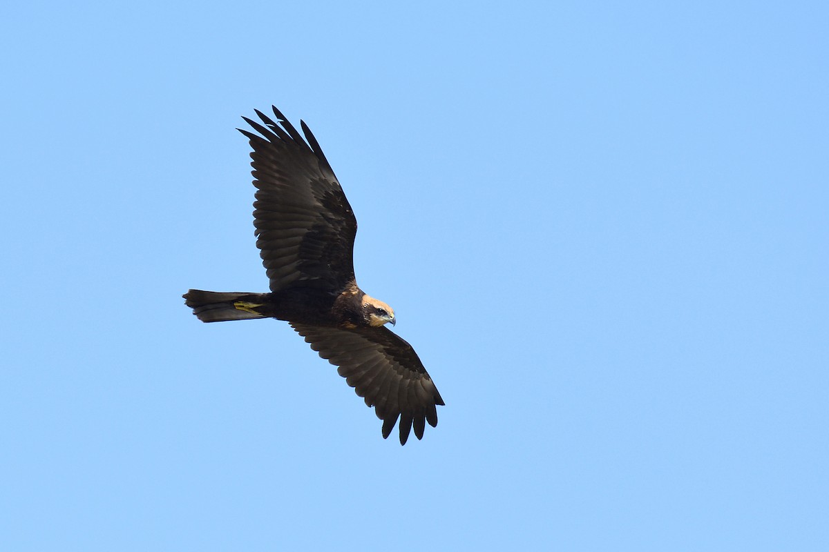 Western Marsh Harrier - ML619994146