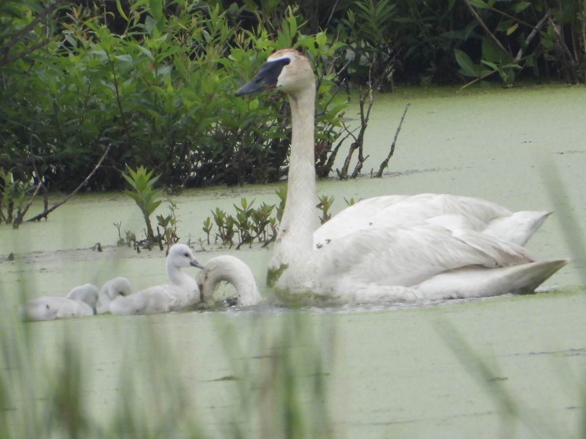 Cygne trompette - ML619994148