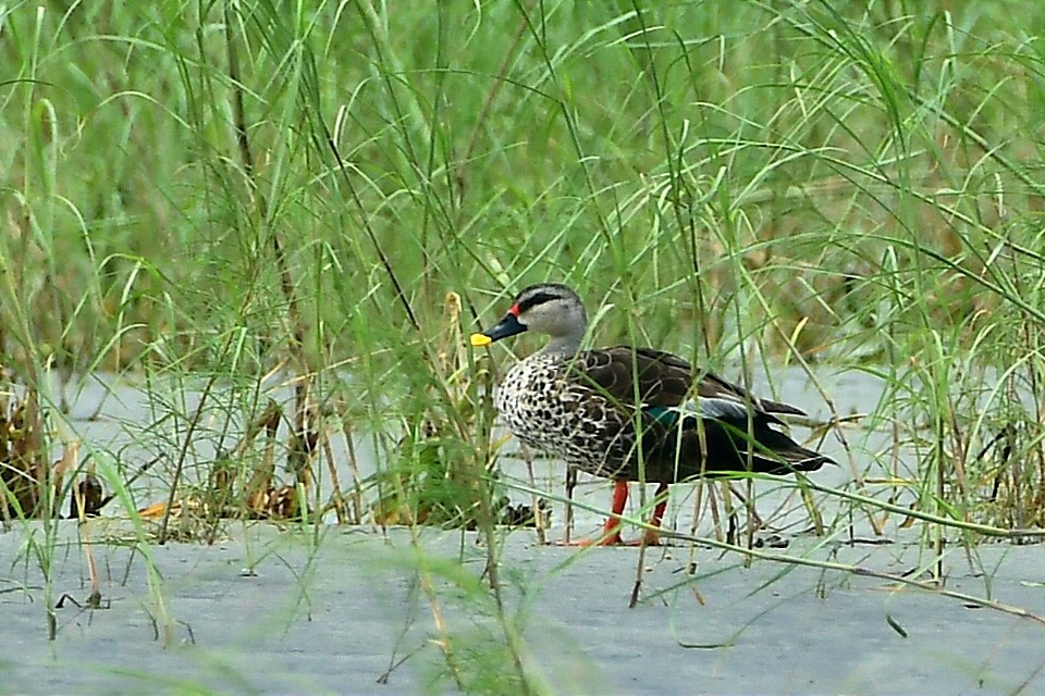 Indian Spot-billed Duck - ML619994152