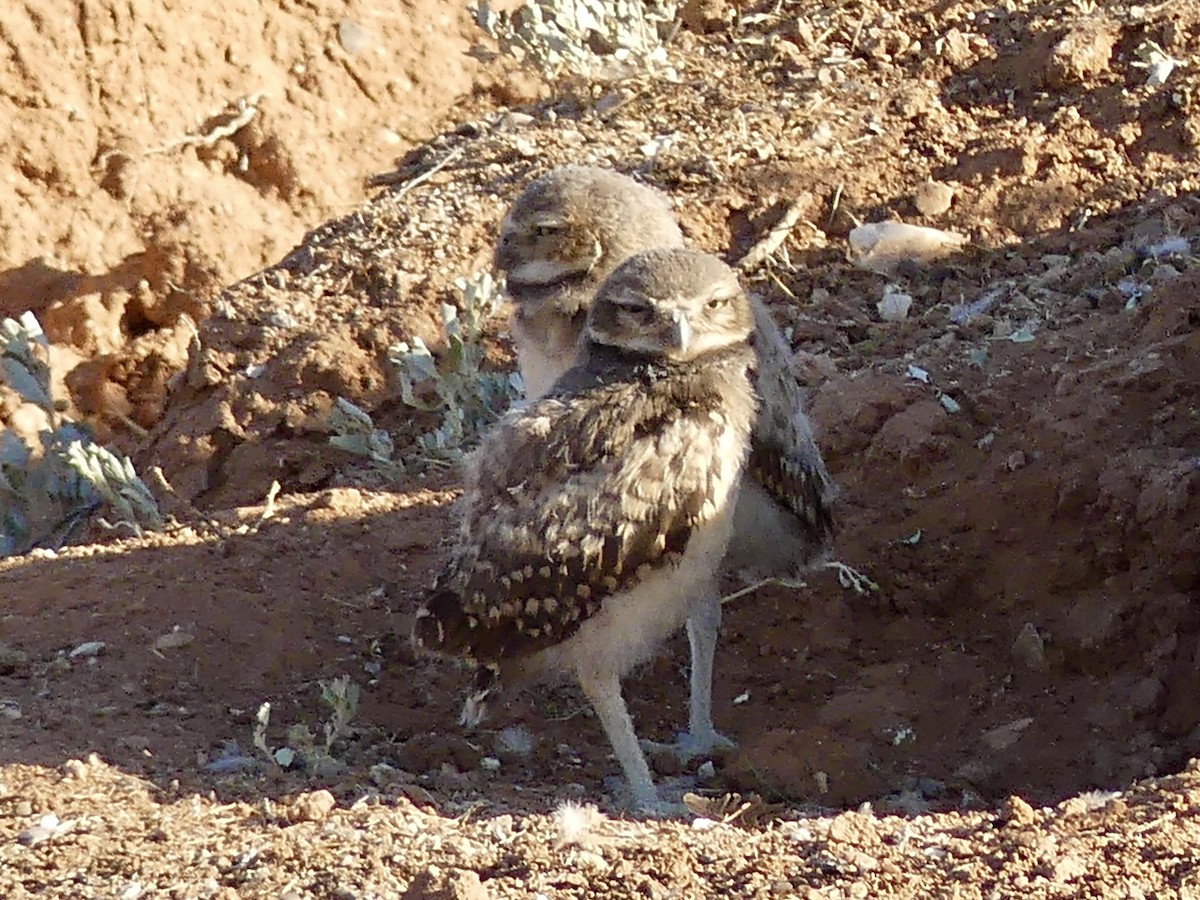 Burrowing Owl - ML619994162