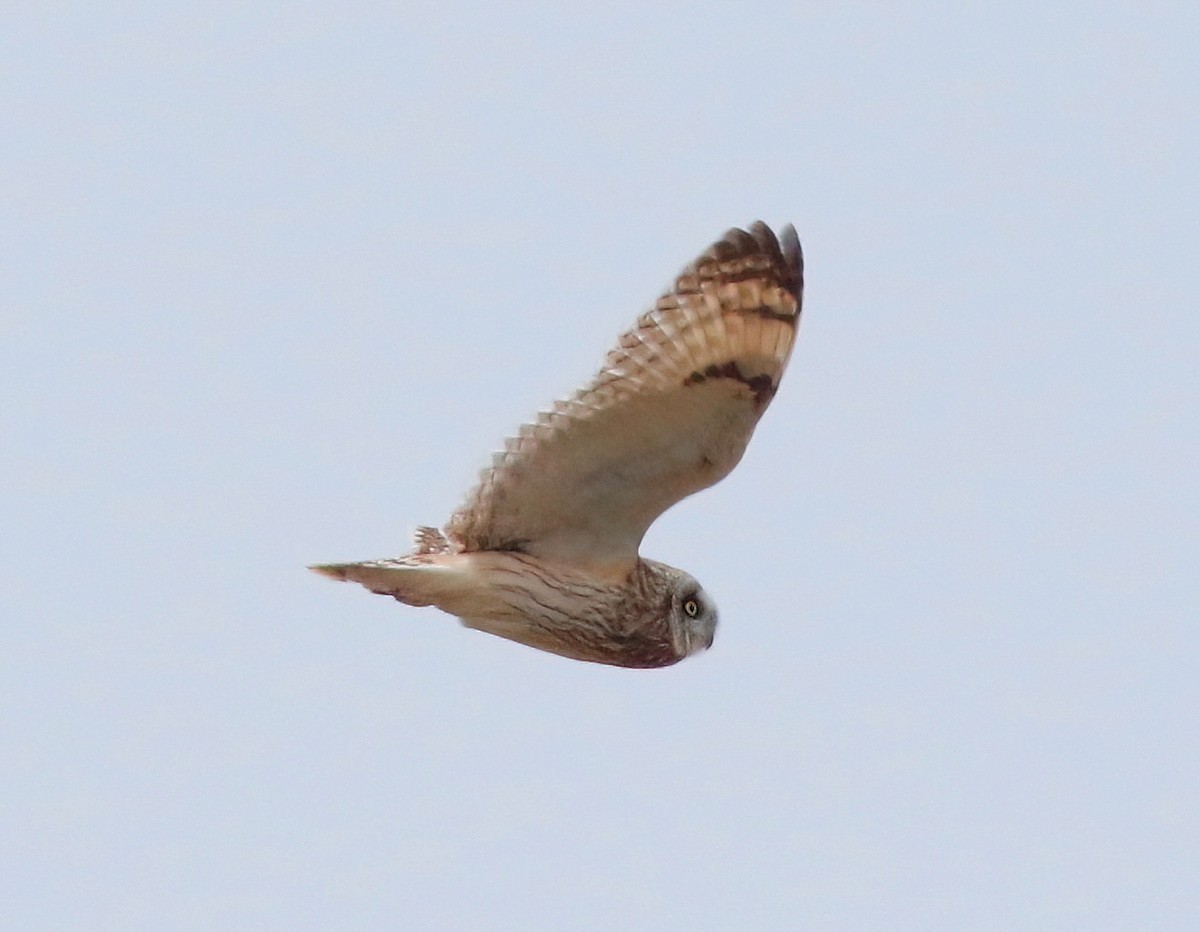 Short-eared Owl - ML619994167