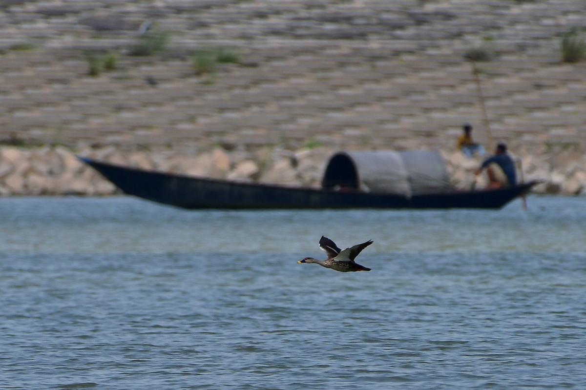 Indian Spot-billed Duck - ML619994169