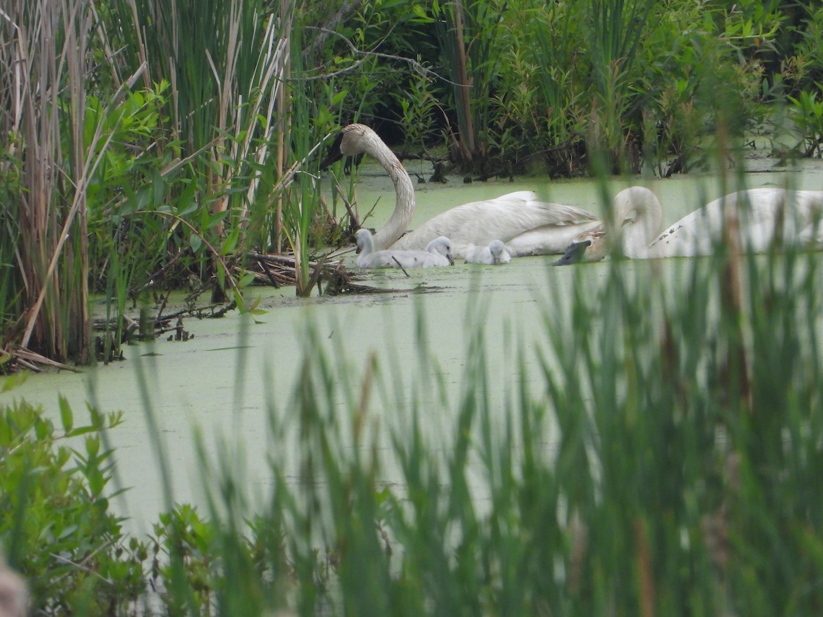 Trumpeter Swan - ML619994170