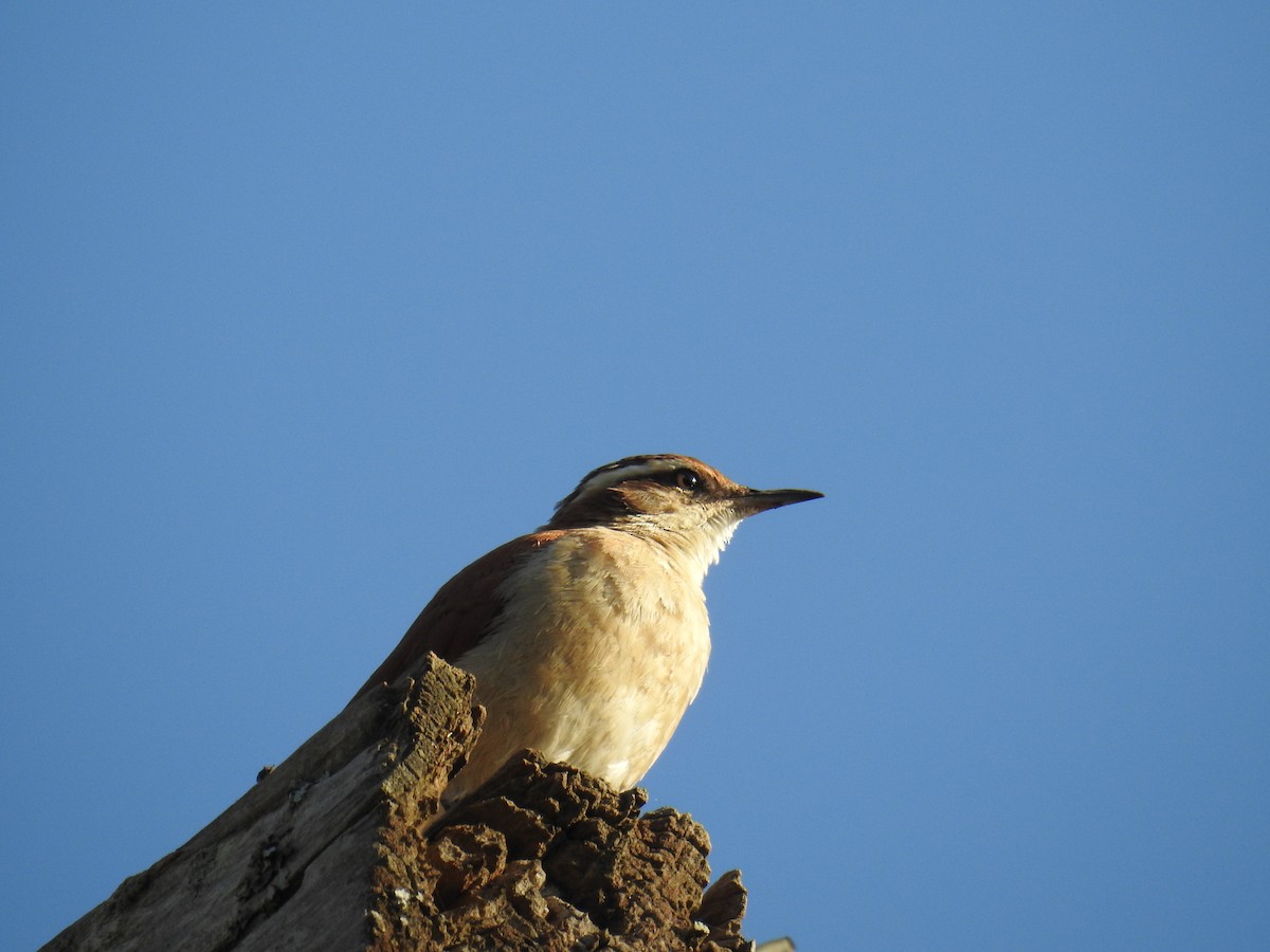 Wing-banded Hornero - ML619994183