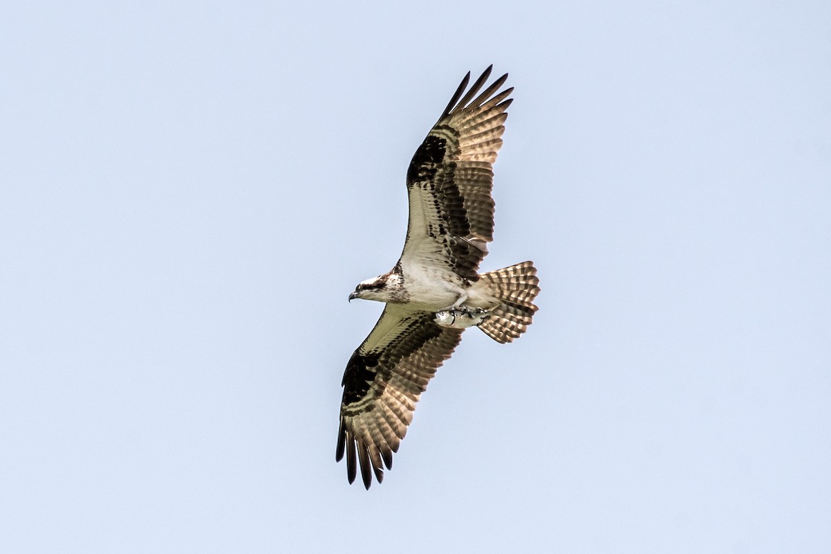 fiskeørn (carolinensis) - ML619994192