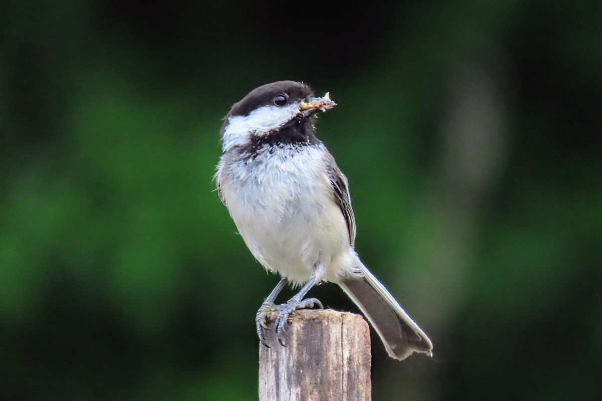 Black-capped Chickadee - ML619994194