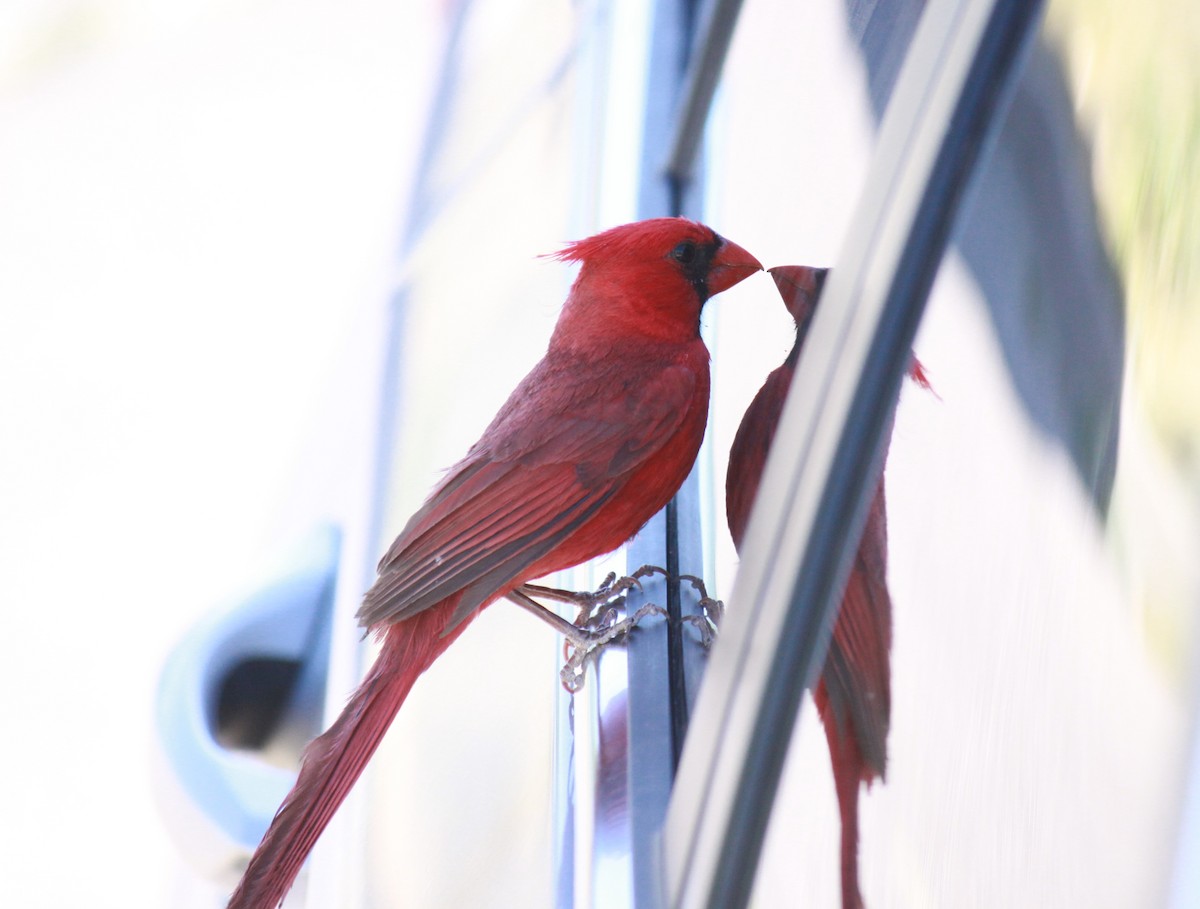 Cardinal rouge - ML619994195