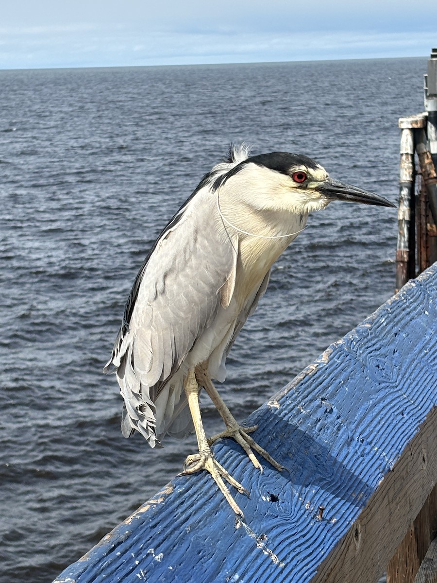 Black-crowned Night Heron - ML619994199