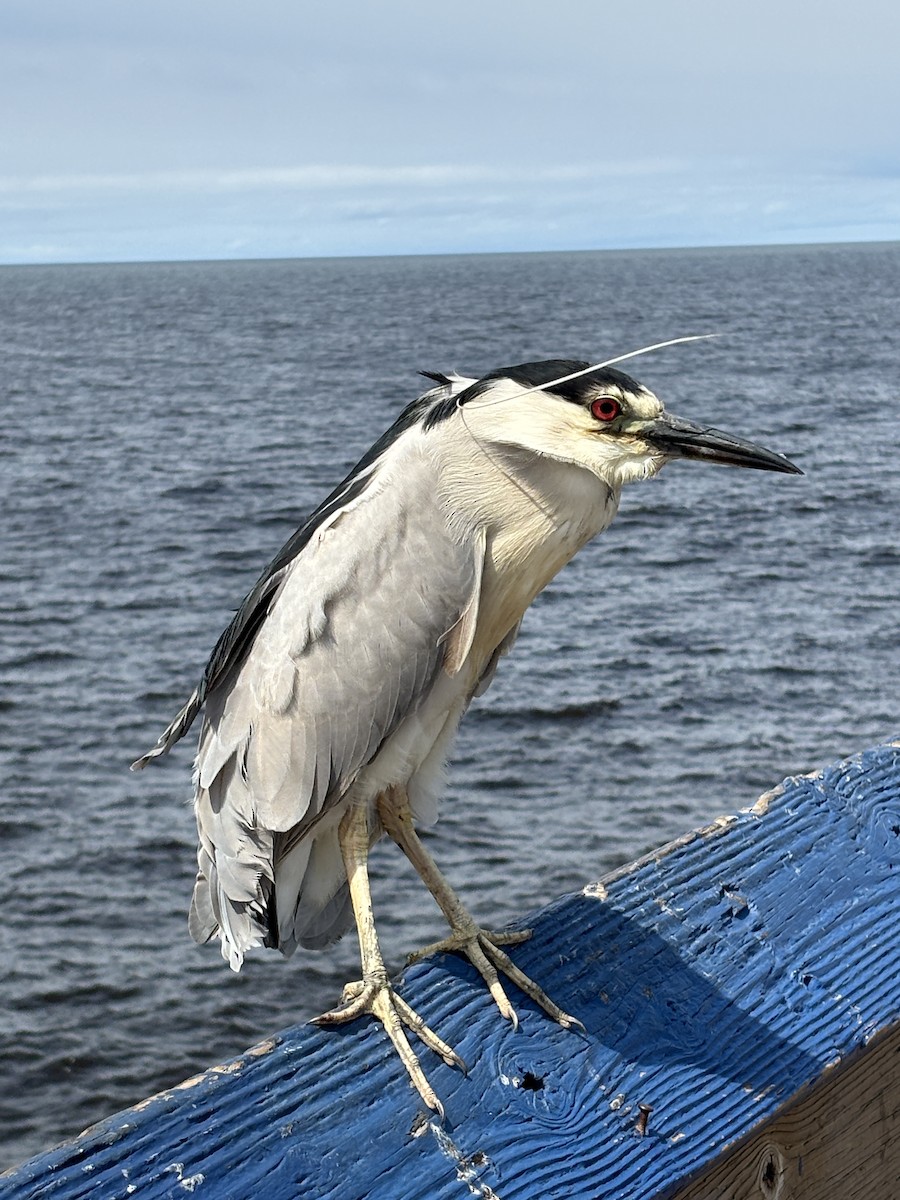 Black-crowned Night Heron - ML619994200