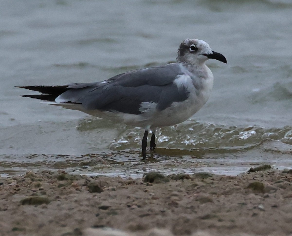 Laughing Gull - ML619994203