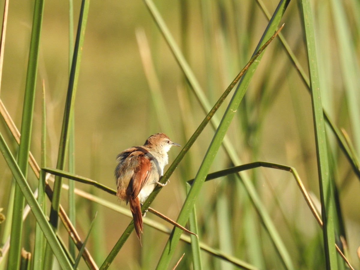 Yellow-chinned Spinetail - ML619994211
