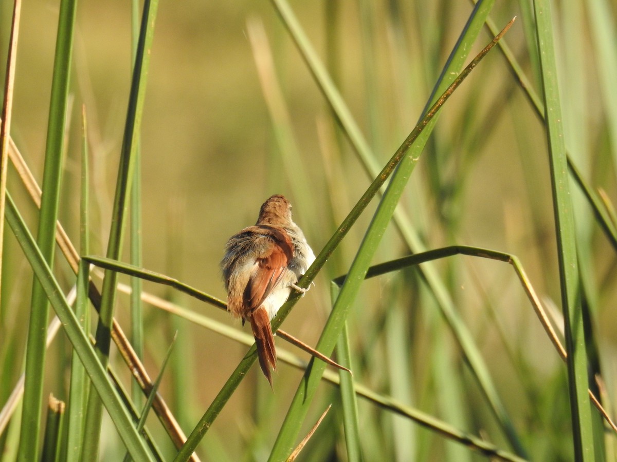 Yellow-chinned Spinetail - ML619994212