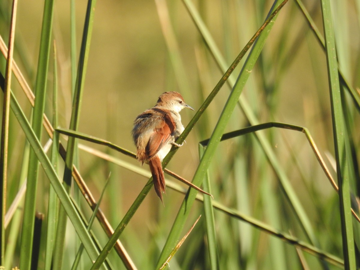 Yellow-chinned Spinetail - ML619994213