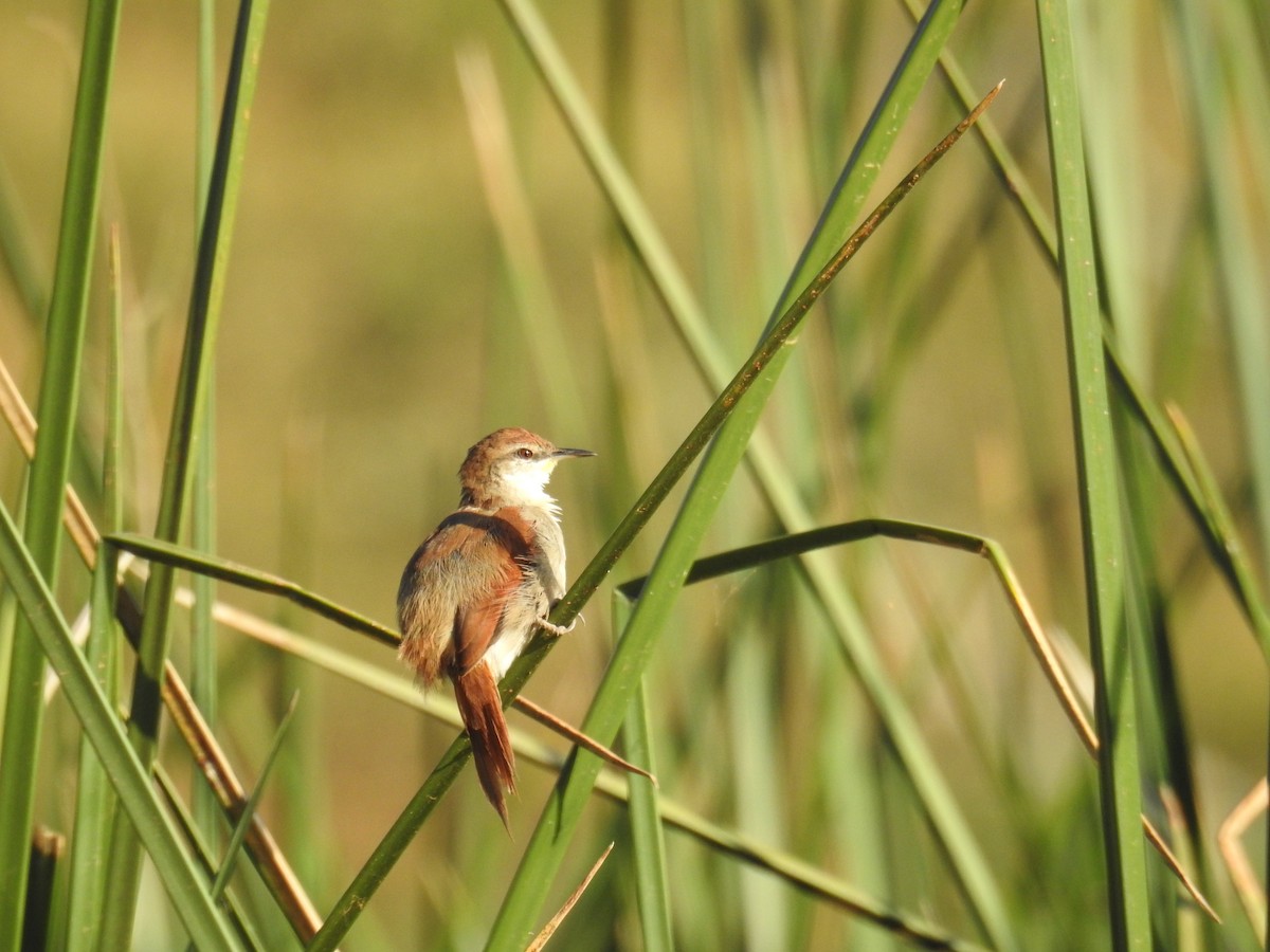 Yellow-chinned Spinetail - ML619994215