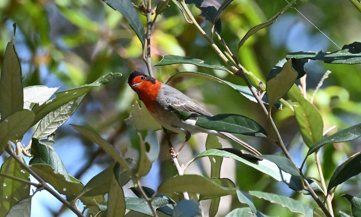 Red-faced Warbler - ML619994217