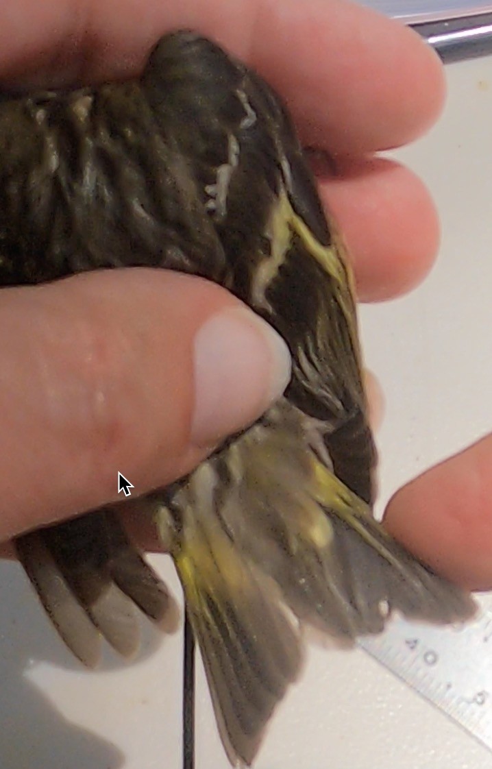 Pine Siskin - ML619994218