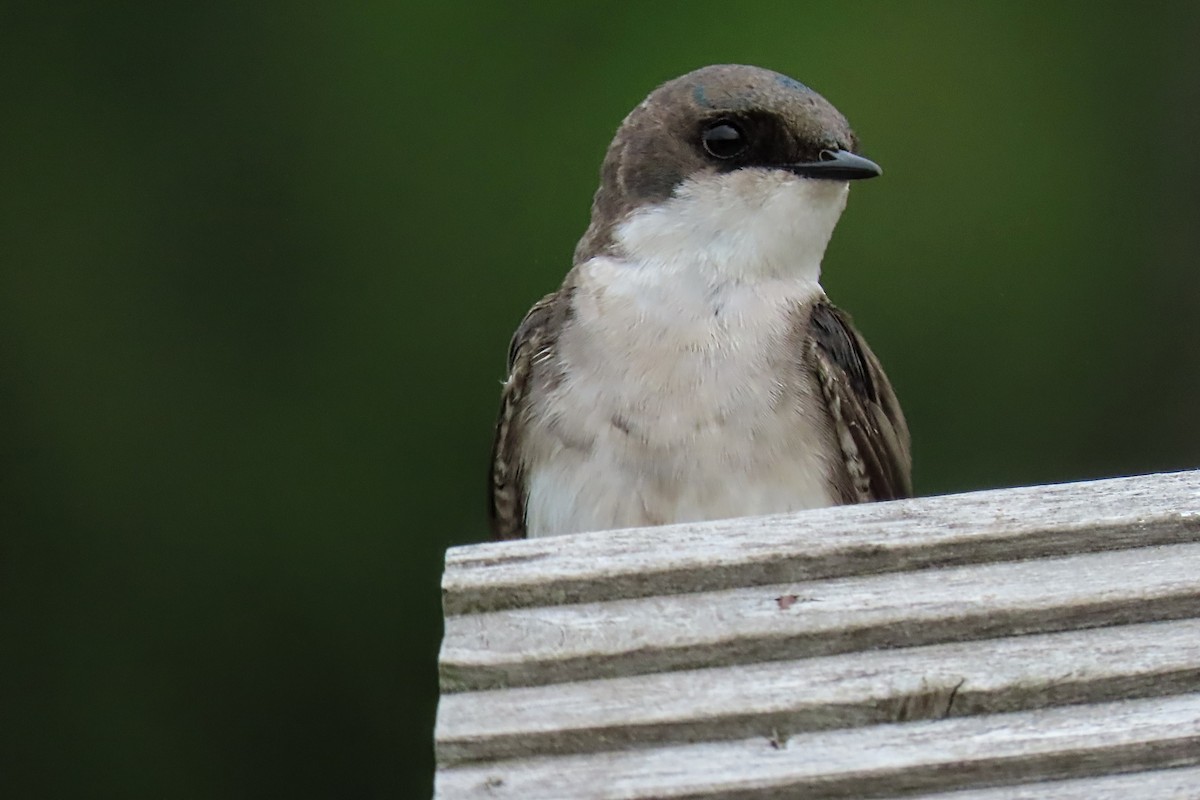 Tree Swallow - Aaron Flynn