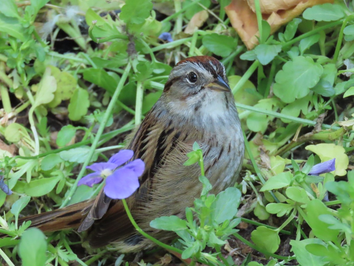 Swamp Sparrow - ML619994223