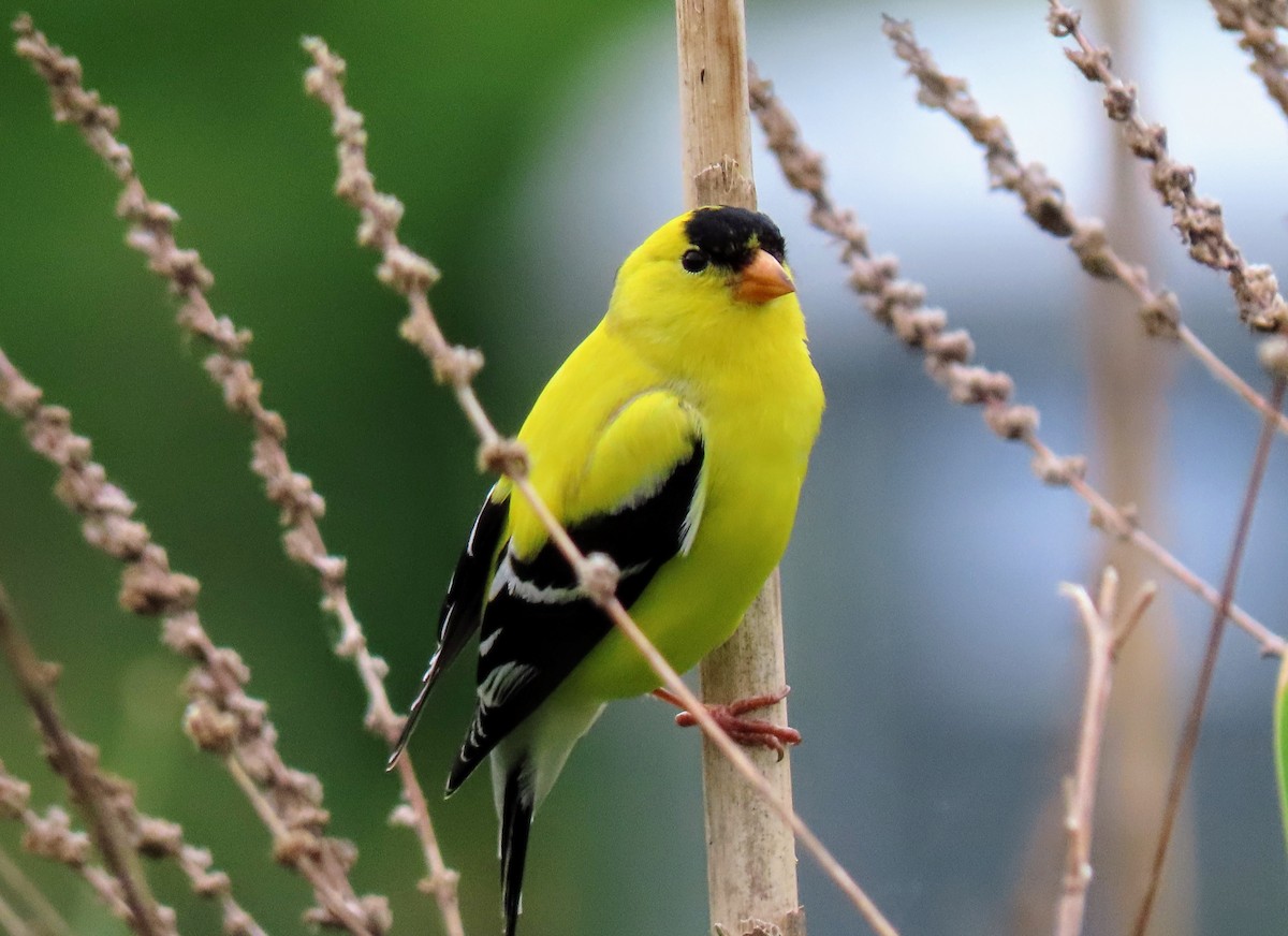 American Goldfinch - ML619994255