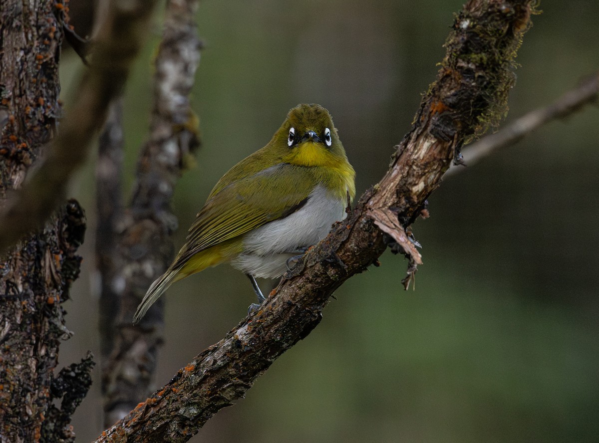 Sri Lanka White-eye - ML619994259