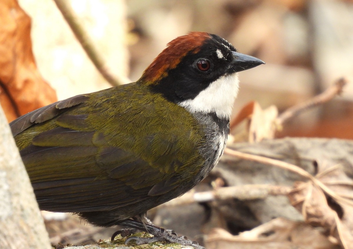 Chestnut-capped Brushfinch - ML619994260