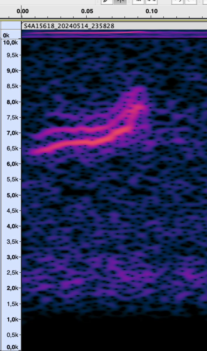 passerine sp. - ML619994264