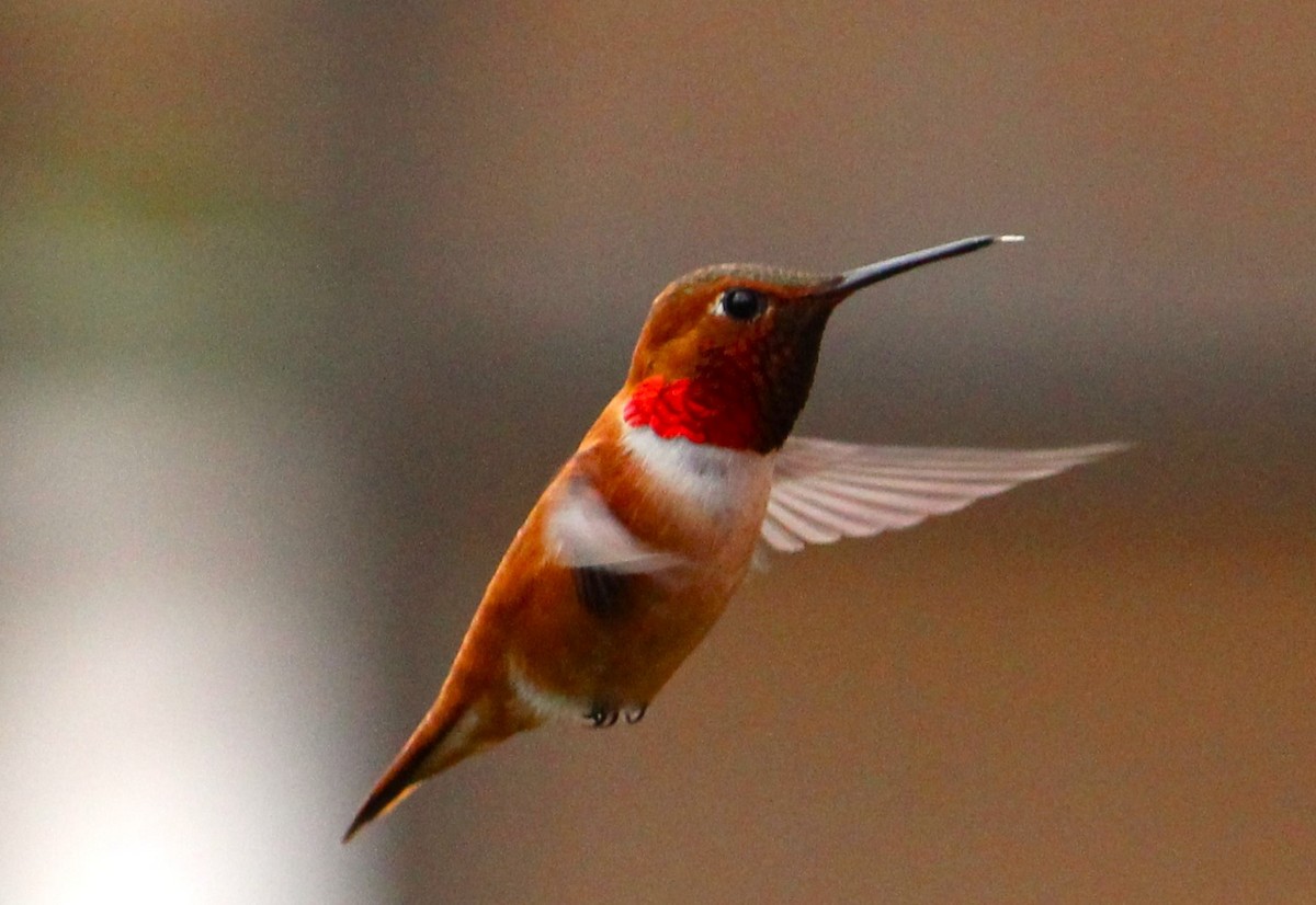 Rufous Hummingbird - ML619994265