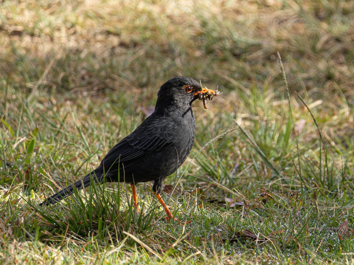 Indian Blackbird (Sri Lanka) - ML619994266