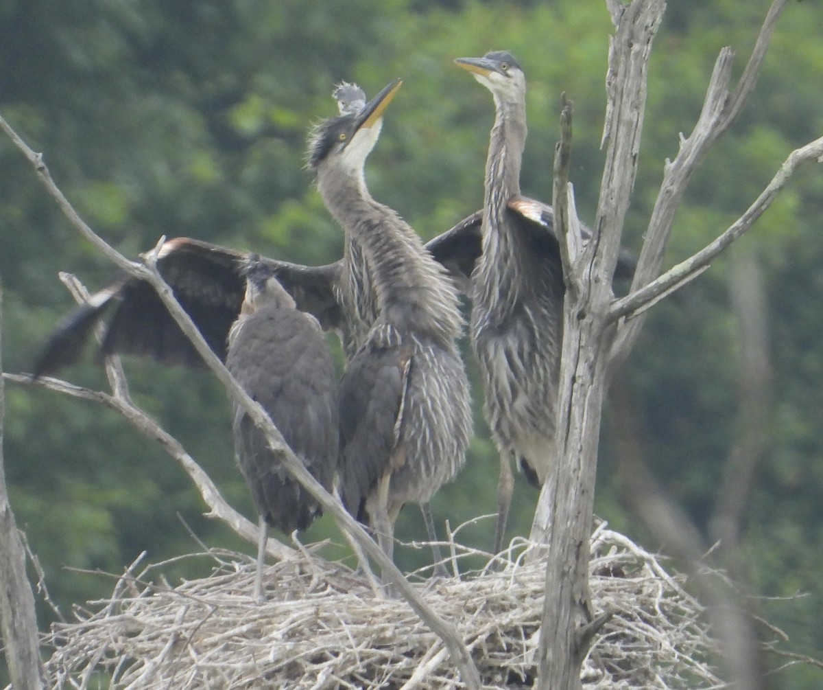 Great Blue Heron - ML619994273