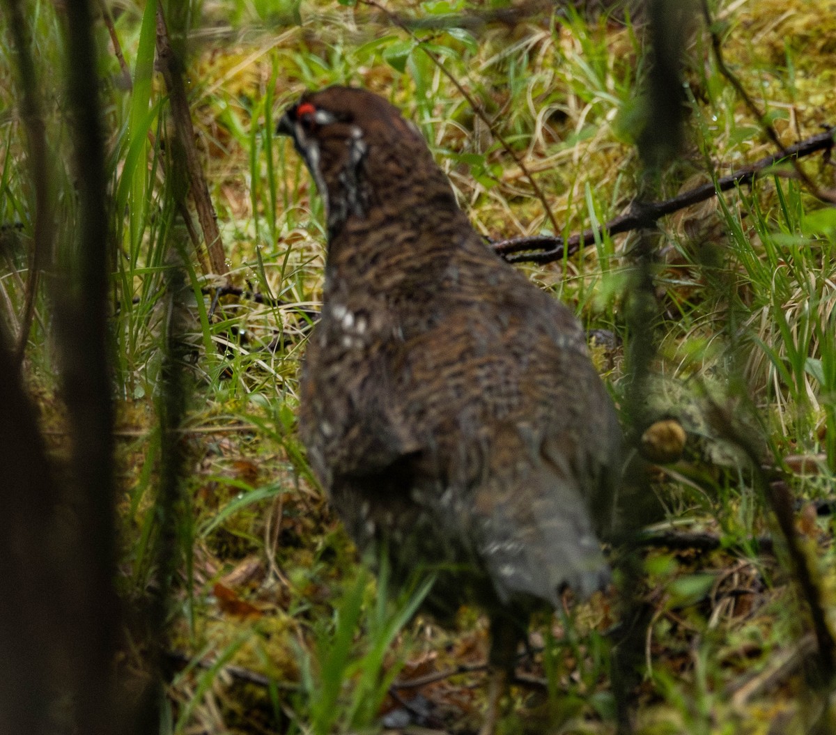 Chinese Grouse - ML619994278