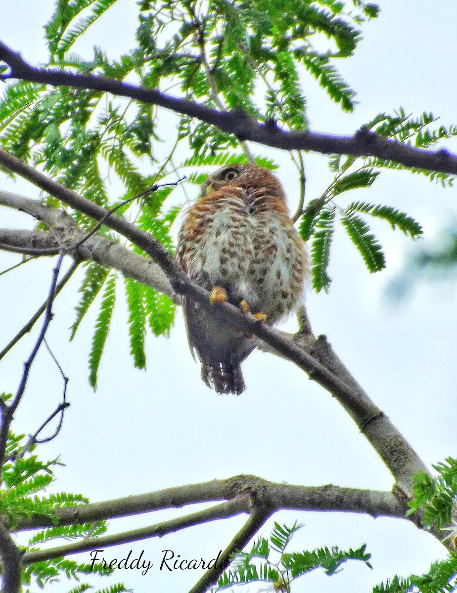 Cuban Pygmy-Owl - ML619994290