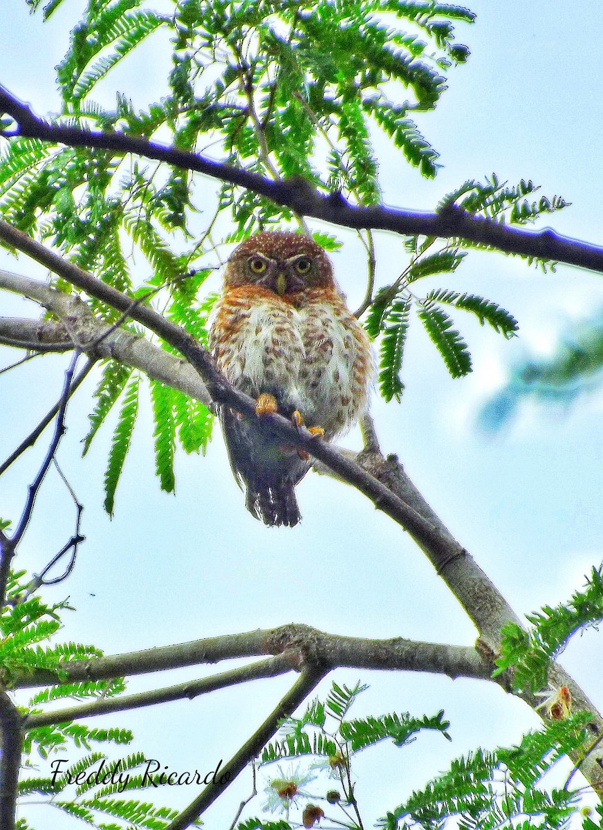 Cuban Pygmy-Owl - ML619994297