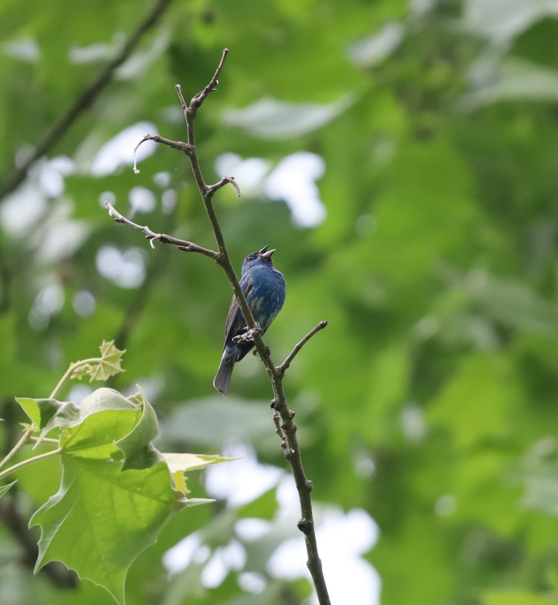 Indigo Bunting - ML619994301