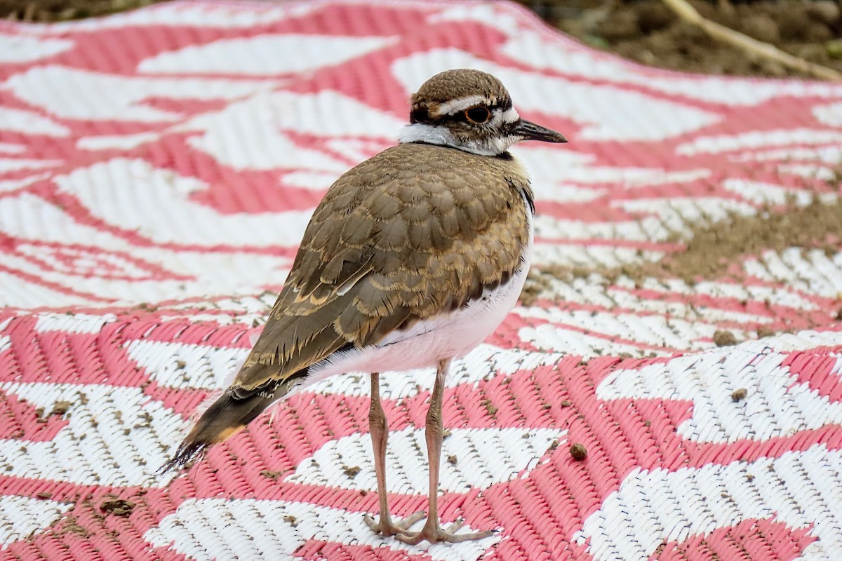 Killdeer - ML619994341