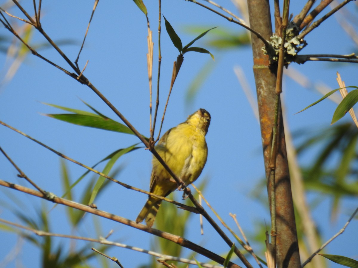 Saffron Finch - ML619994343