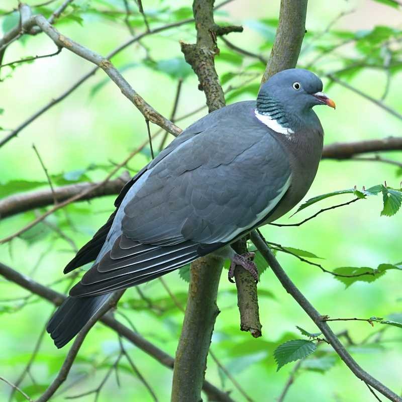 Common Wood-Pigeon - ML619994353