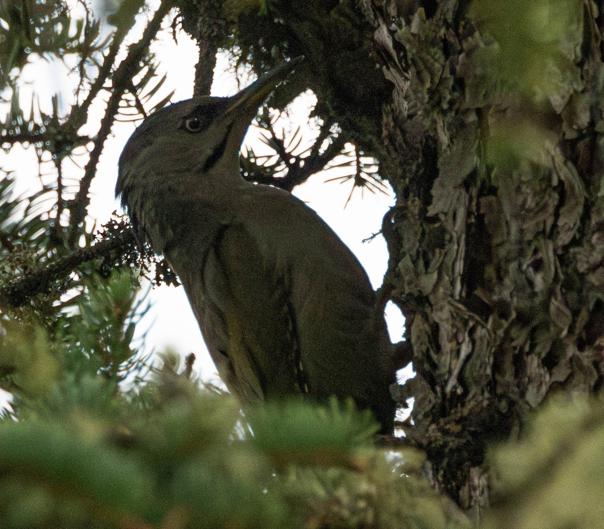 Gray-headed Woodpecker - ML619994357