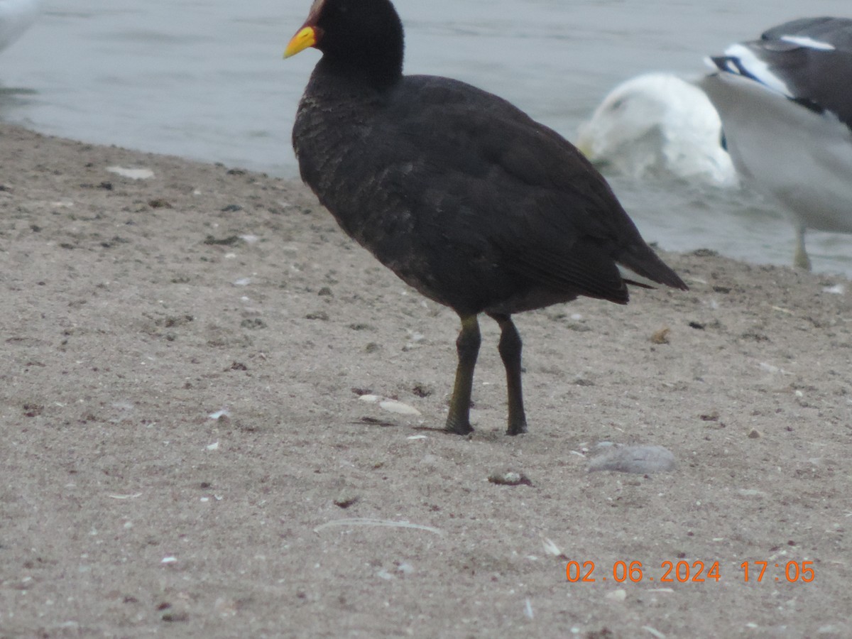 Red-fronted Coot - ML619994359