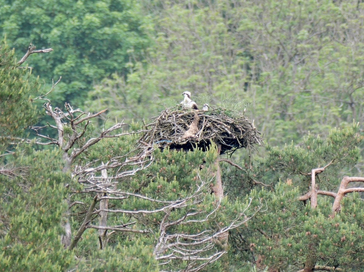 Águila Pescadora (haliaetus) - ML619994370