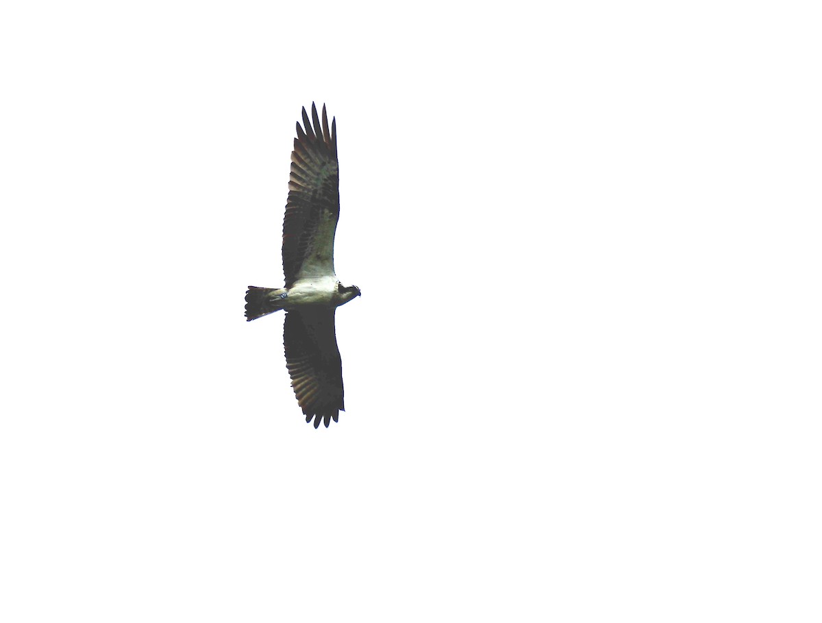 Águila Pescadora (haliaetus) - ML619994371
