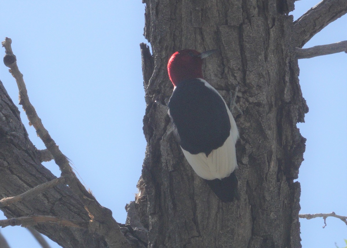 Red-headed Woodpecker - ML619994372