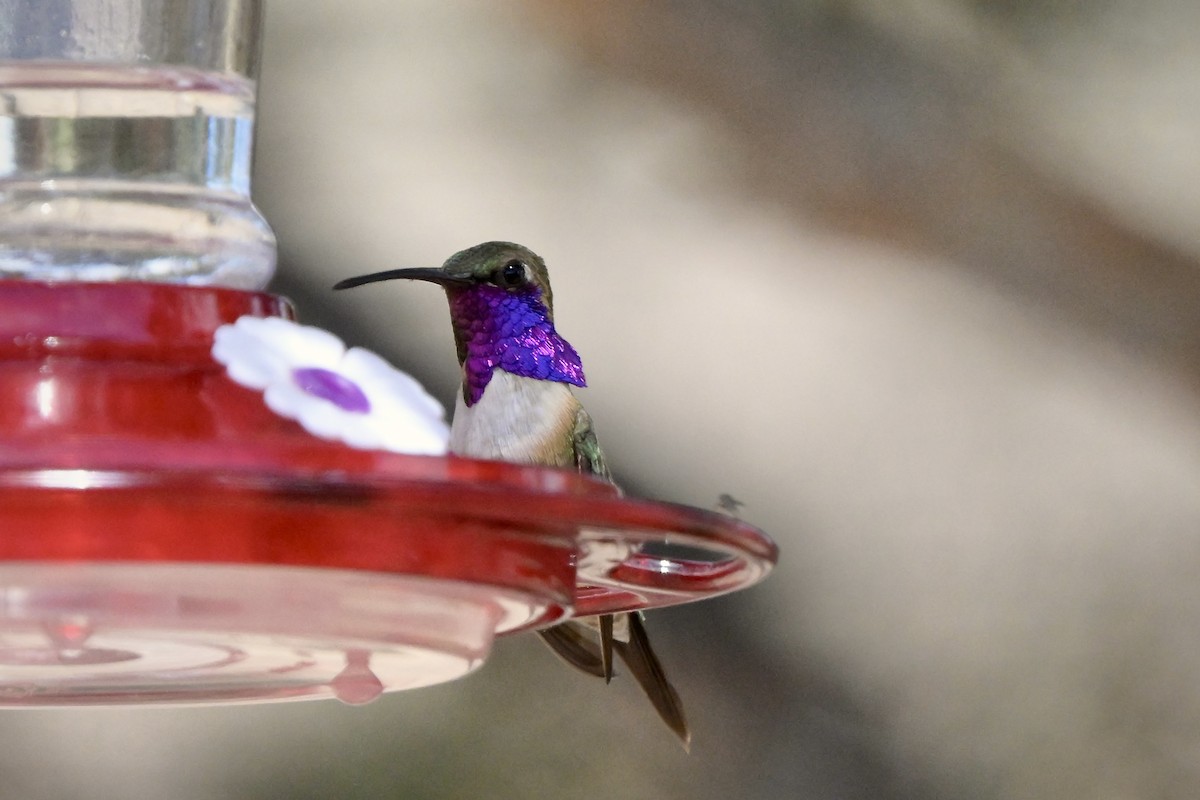 Lucifer Hummingbird - ML619994373