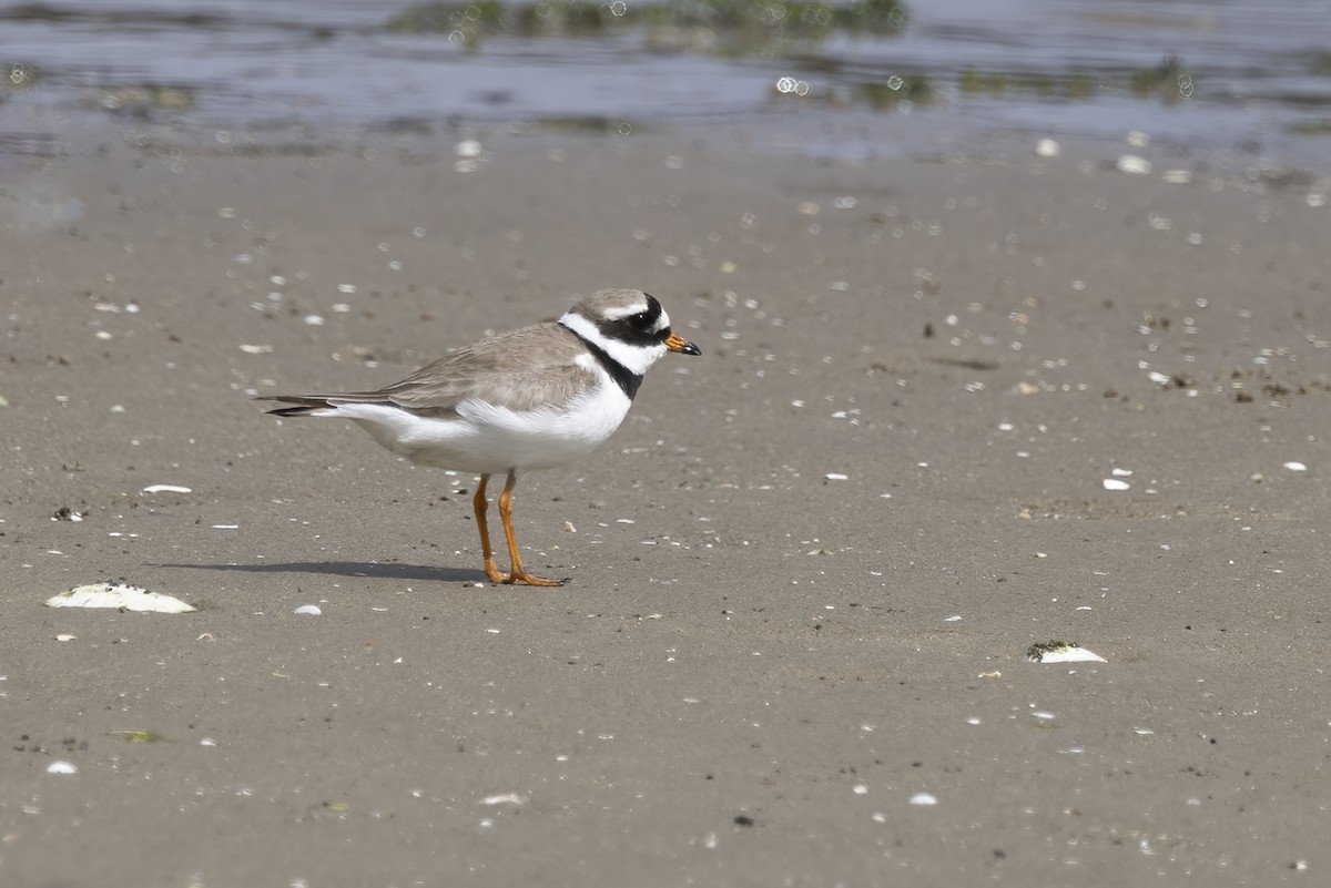Common Ringed Plover - ML619994380