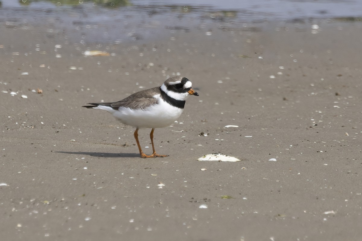 Common Ringed Plover - ML619994381