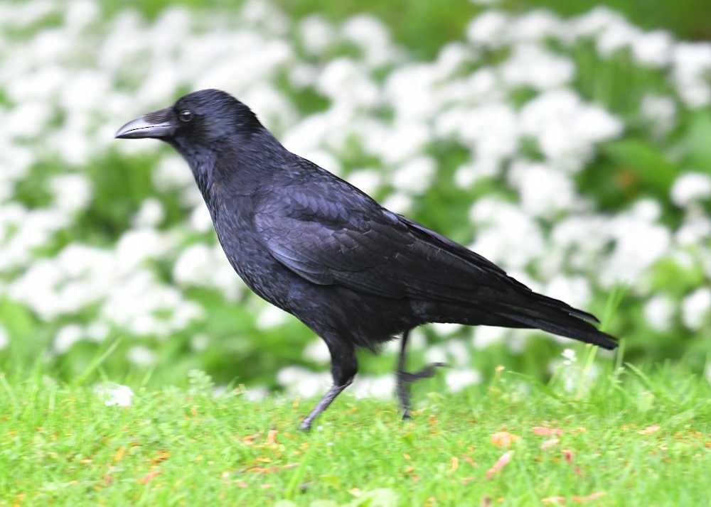 Carrion Crow - ML619994390