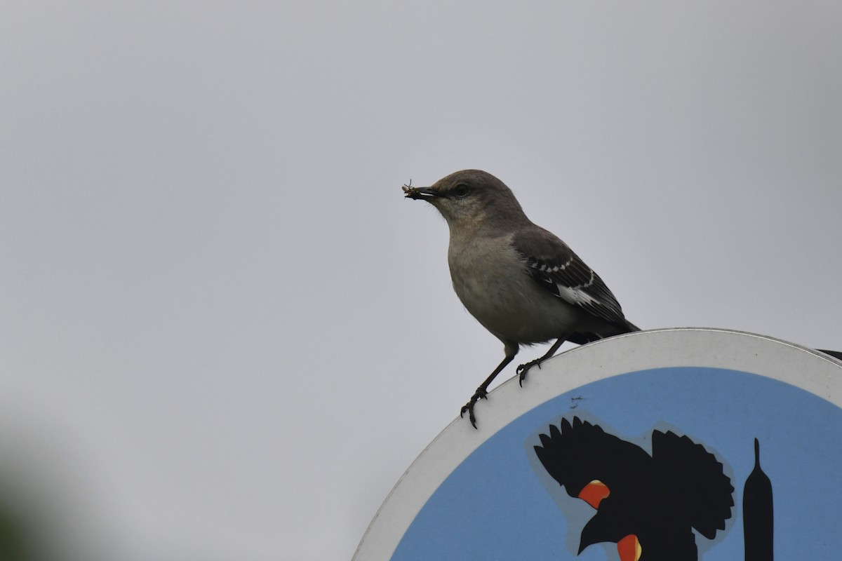 Northern Mockingbird - ML619994395