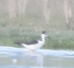 Black-necked Stilt - ML619994415