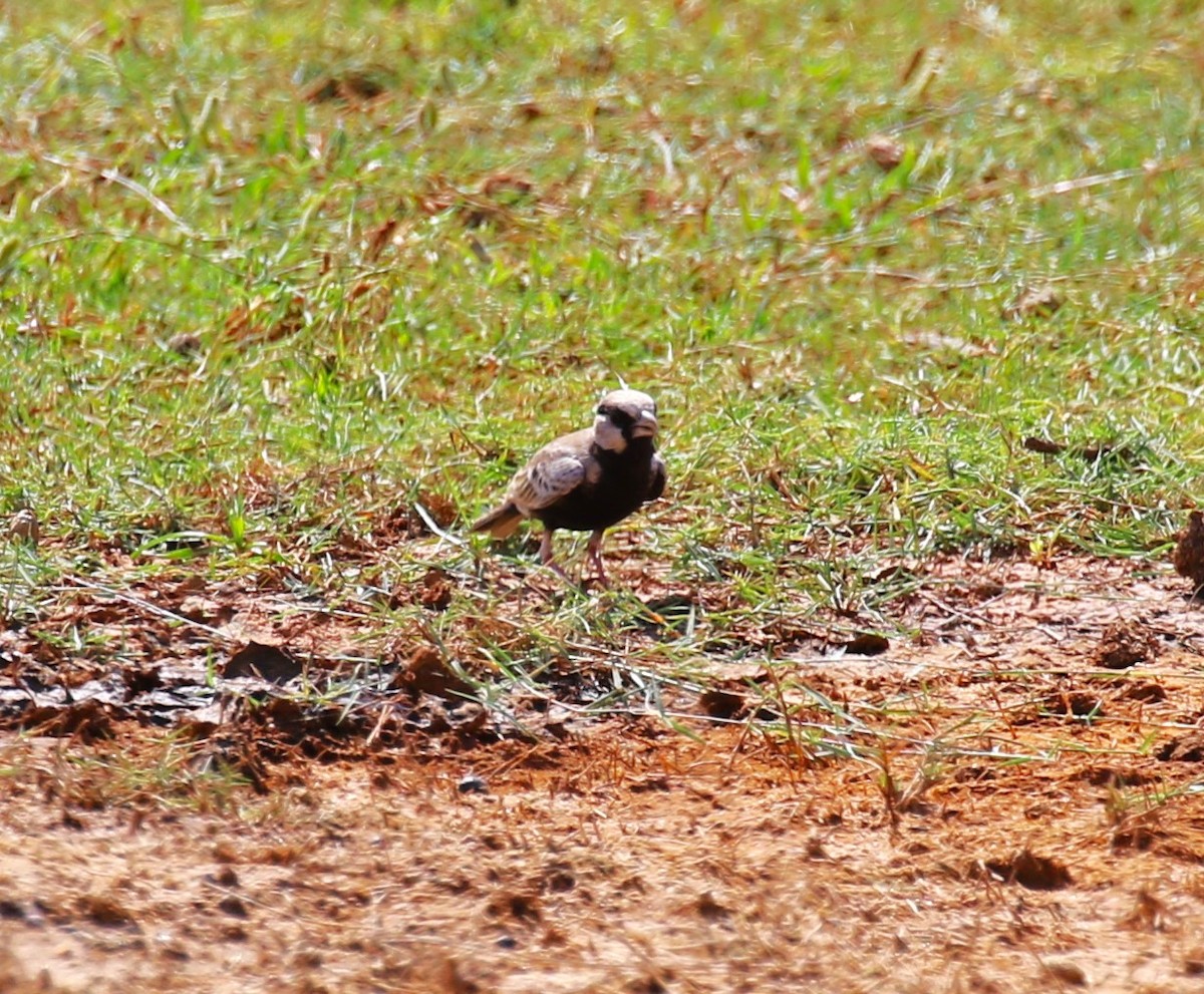 Ashy-crowned Sparrow-Lark - ML619994431
